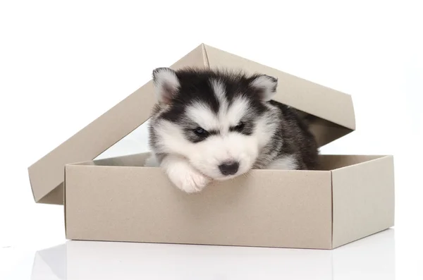 Schattig Siberische husky pup insiside vak — Stockfoto