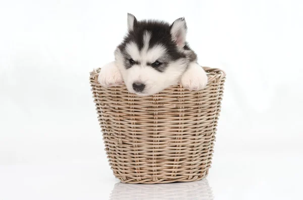 Cute siberian husky puppy inside basket — Stock Photo, Image