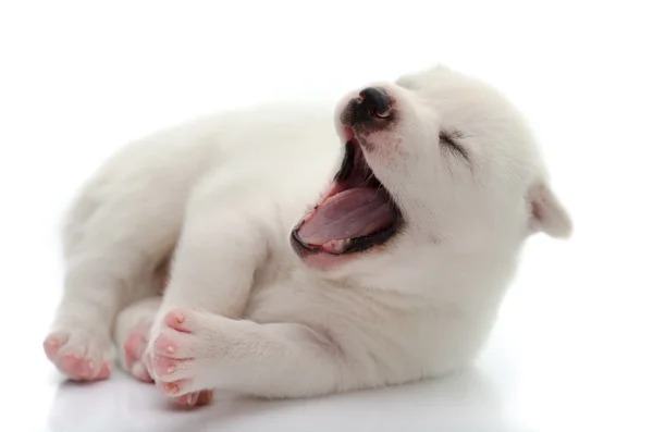 Bonito filhote de cachorro branco bocejo no fundo branco — Fotografia de Stock