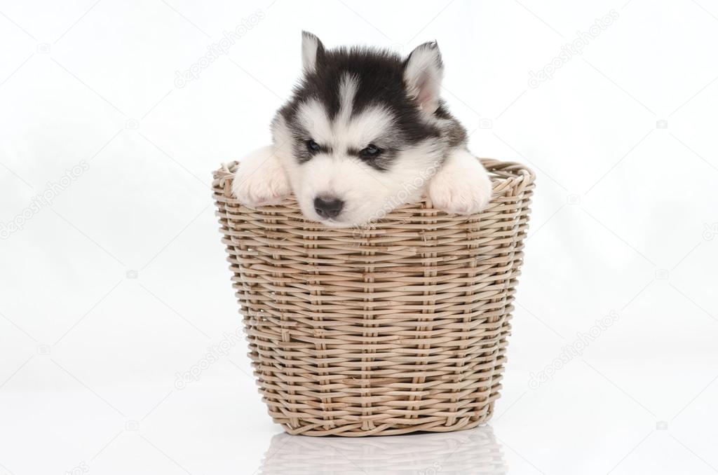 Cute siberian husky puppy inside basket