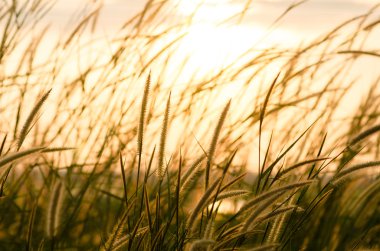 Gün batımında çimen tarlası