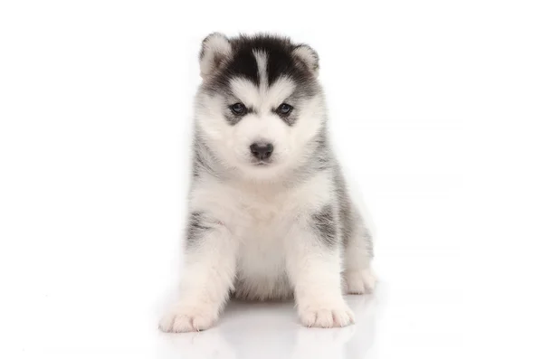 น่ารัก ไซบีเรีย husky นั่งบนพื้นหลังสีขาว — ภาพถ่ายสต็อก