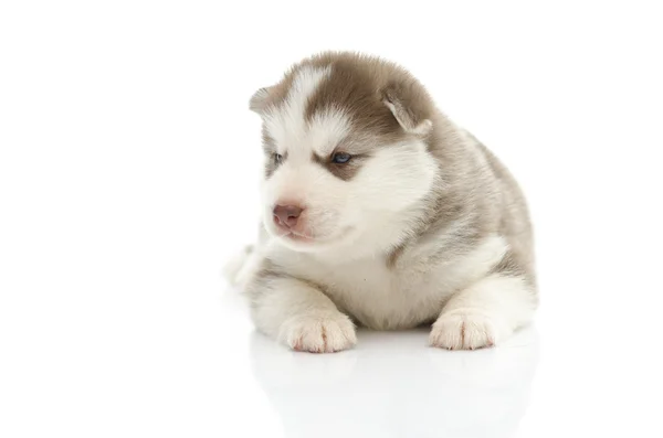 Roztomilý sibiřský husky štěně na bílém pozadí — Stock fotografie