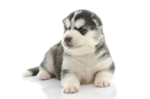 Bonito siberiano husky filhote de cachorro — Fotografia de Stock