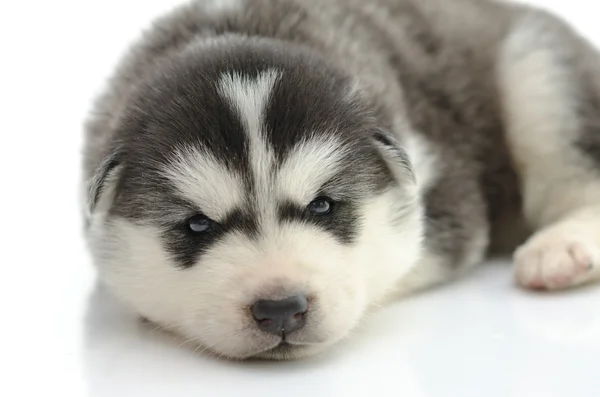 Schattig Siberisch husky puppy — Stockfoto