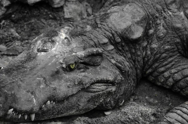 Closeup portrait of crocodile — Stock Photo, Image