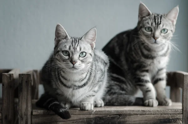 Eski ahşap rafta oturan iki kedi — Stok fotoğraf