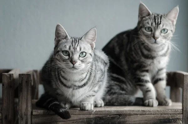 Eski ahşap rafta oturan iki kedi