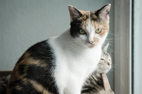 Calico-Katze sitzt auf Holzregal — Stockfoto