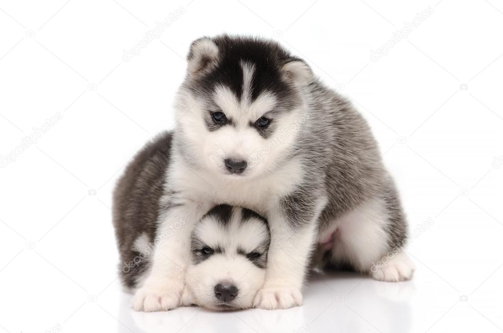 Cute Black And White Siberian Husky Puppy Sitting And Looking On Stock Photo By C Lufimorgan