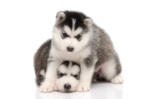 귀여운 흑인과 백인 시베리안 허스키 강아지 앉아서 보고 — 스톡 사진
