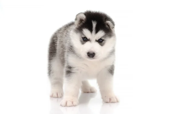 Carino siberiano husky in piedi su sfondo bianco — Foto Stock