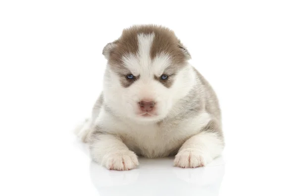 可愛いですシベリアハスキー子犬上の白い背景 — ストック写真