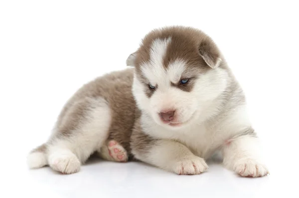 Lindo cachorro husky siberiano sobre fondo blanco — Foto de Stock