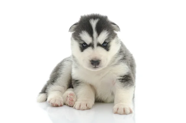 可愛いですシベリアハスキー子犬 — ストック写真