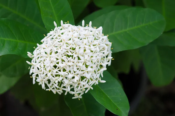 Vit ixora blomma — Stockfoto