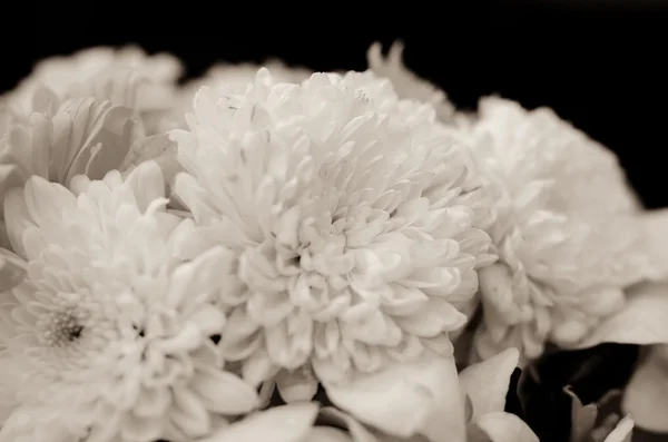 Vackra sepia tonad gerbera daisy blomman — Stockfoto