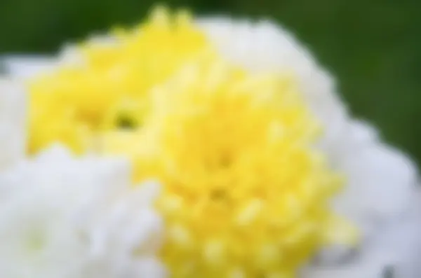 Θολή φόντο των λουλουδιών — Φωτογραφία Αρχείου
