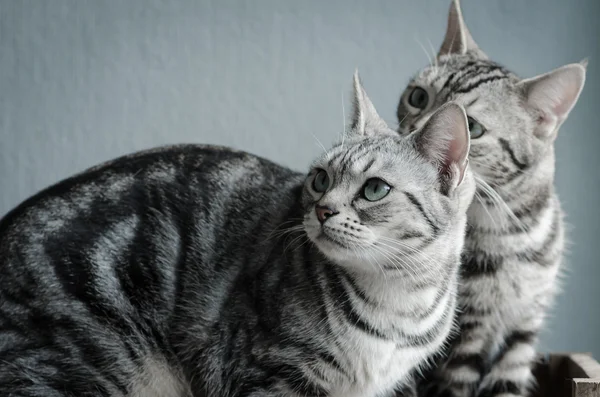 Zwei Katzen sitzen auf altem Holzregal — Stockfoto