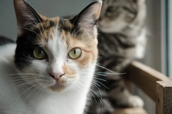 Calico gato sentado na prateleira de madeira — Fotografia de Stock