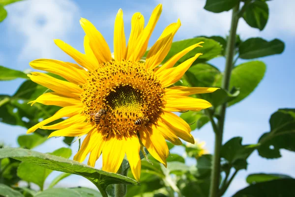 Abelha em flor de sol — Fotografia de Stock