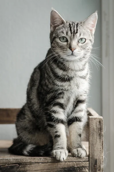 Lindo gato tabby sentado y mirando — Foto de Stock