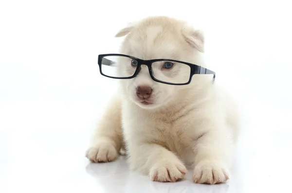 Cute siberian husky wearing glasses on white background — Stock Photo, Image