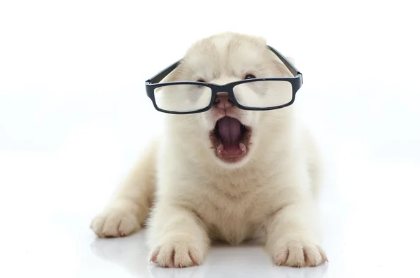 Lindo siberiano husky usando gafas sobre fondo blanco — Foto de Stock