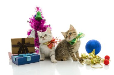 Hediye ile şirin tabby yavru kedi 