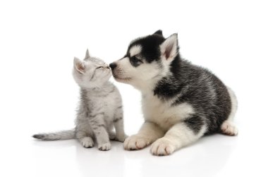Cute puppy kissing kitten clipart