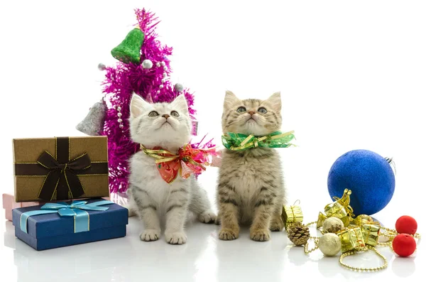 Cute tabby kitten with present — Stock Photo, Image