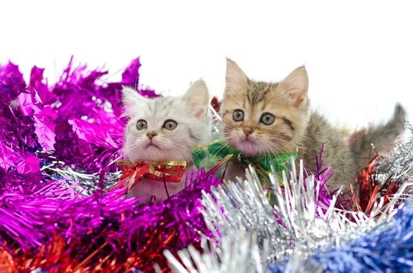 Söta tabby kattunge sitter i färgglada tinse — Stockfoto