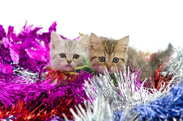 Cute tabby kitten sitting in colorful tinse — Stock Photo, Image