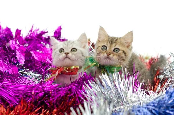 Söta tabby kattunge sitter i färgglada tinse — Stockfoto