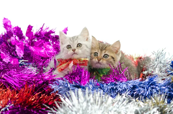 Roztomilý tříbarevné kotě sedící v barevné tinse — Stock fotografie