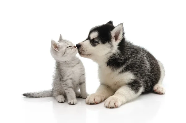 Söt valp kysser kattunge — Stockfoto