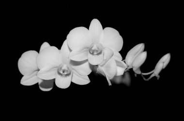 güzel beyaz orkide 