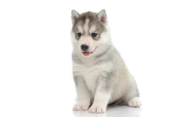 Bonito siberiano husky sentado — Fotografia de Stock