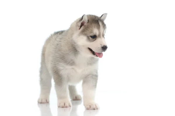 Cute siberian husky standing — Stock Photo, Image