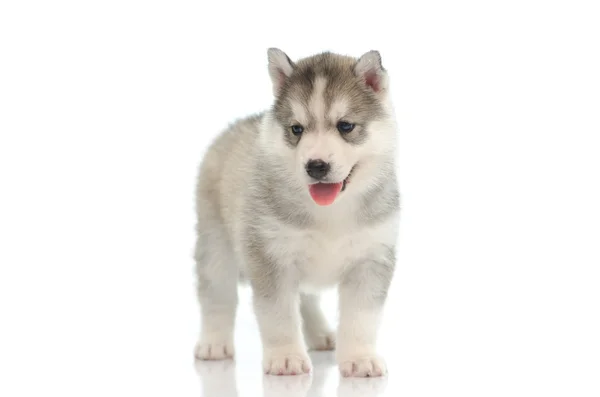 Schattig Siberische husky staande — Stockfoto