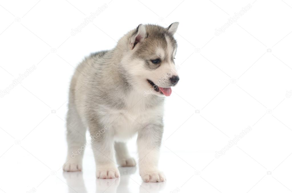 立っているかわいいシベリアン ハスキー ストック写真 C Lufimorgan