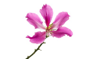 Mor bauhinia izole, beyaz arka plan üzerinde