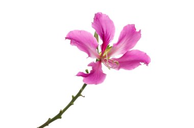 Mor bauhinia izole, beyaz arka plan üzerinde