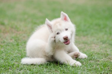Cute siberian husky puppy scratching clipart