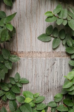 ahşap doku ve yeşil yaprakları 