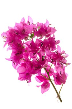 Pembe çiçek açan begonvillerle 