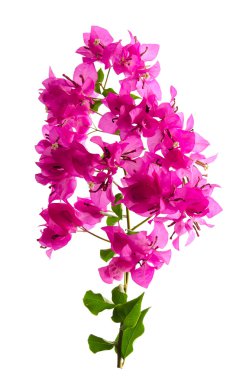 Pink blooming bougainvilleas  clipart