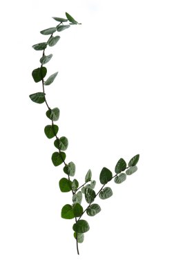 Sarmaşık izole beyaz arka plan üzerinde