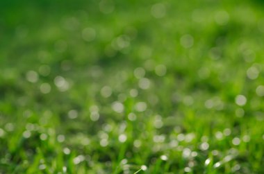 soyut bulanıklık yeşil çimen 