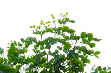 Yeşil yaprakları kapat 